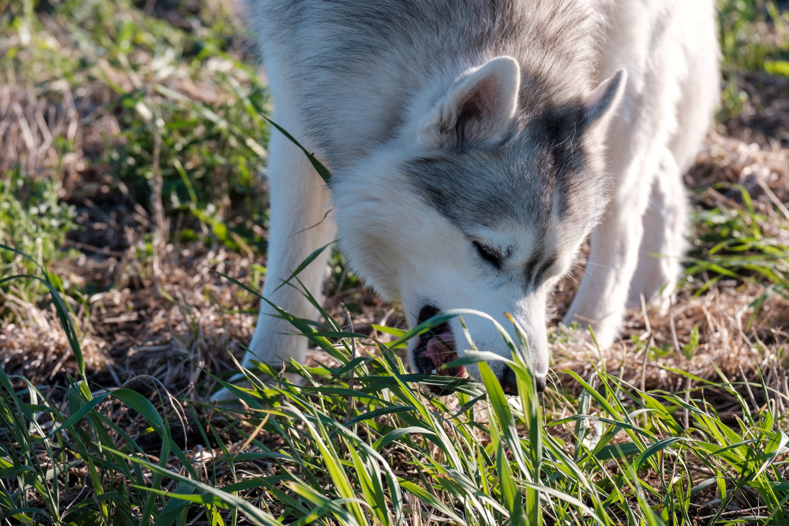 Chien Husky qui mande de l'herbe